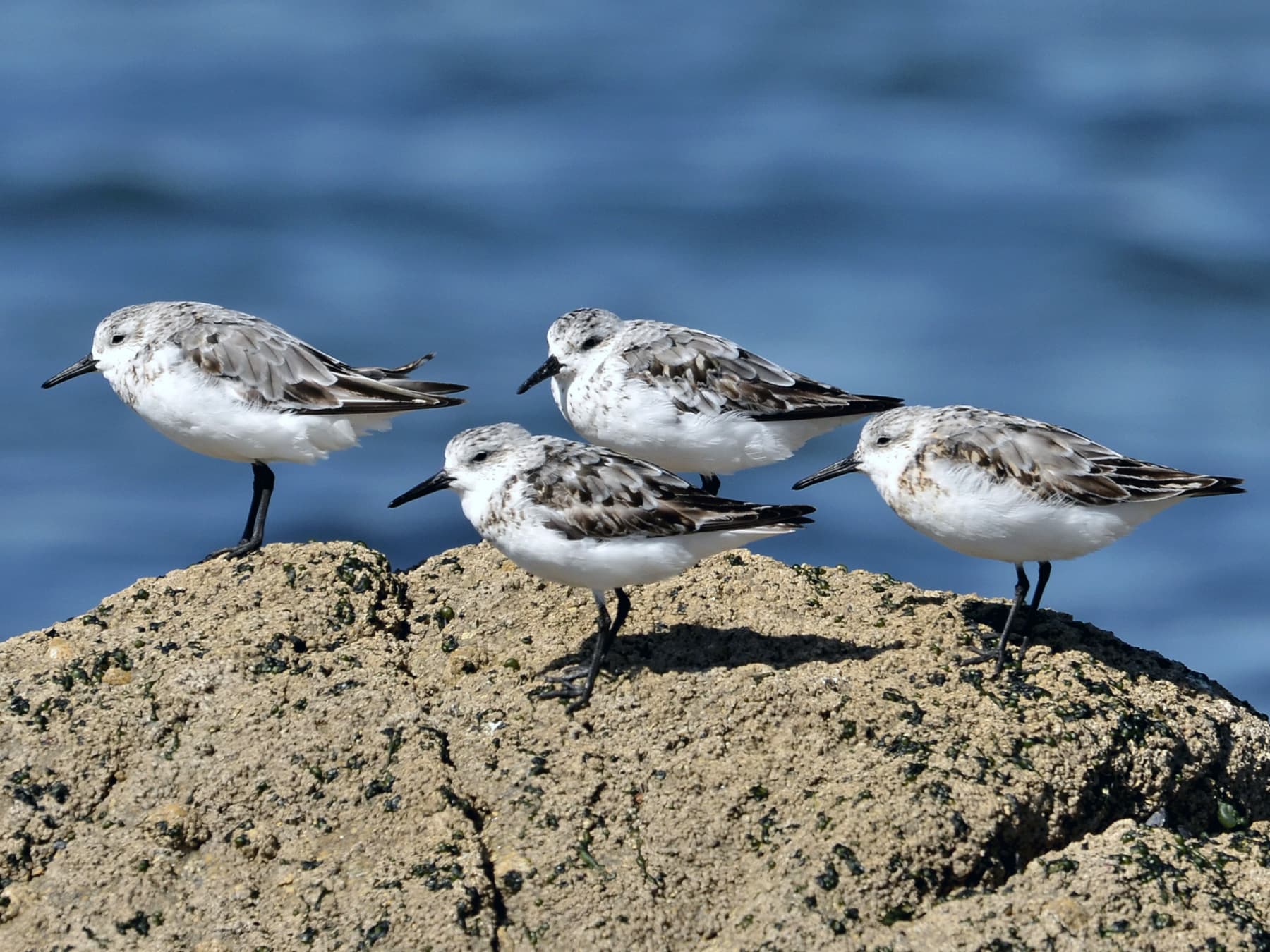 Little Stints resting on rocks near to the sea