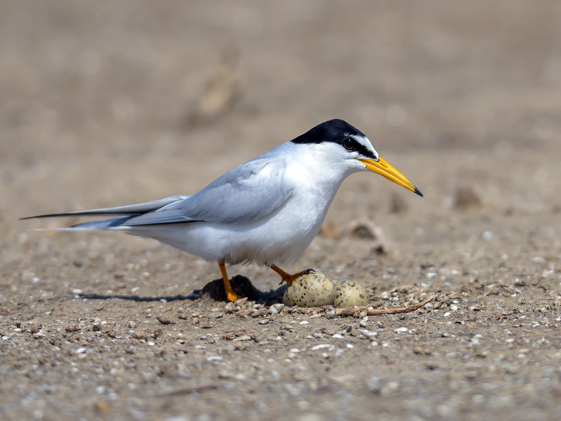 Little Tern at its nest