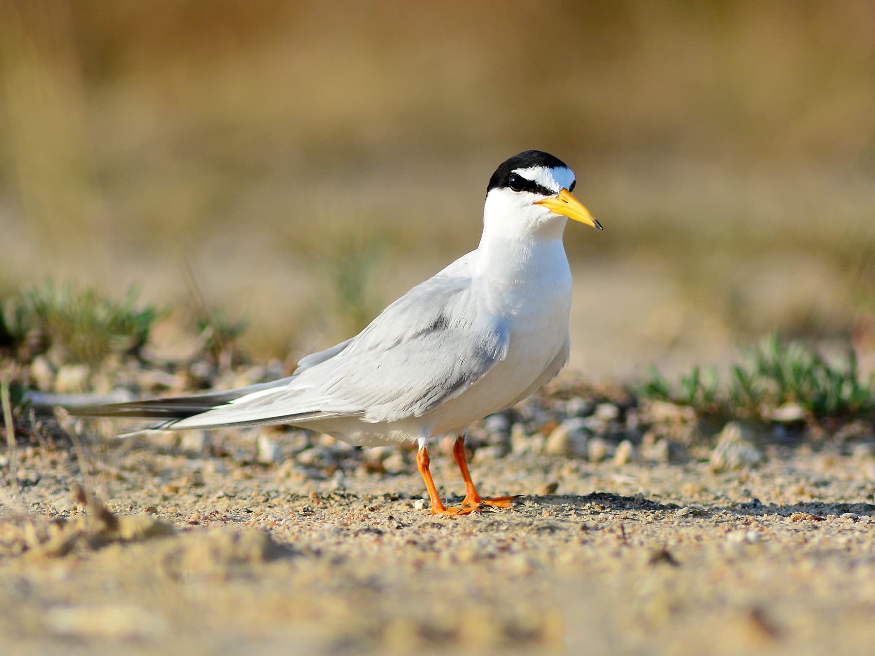 Little Tern in breeding plumage