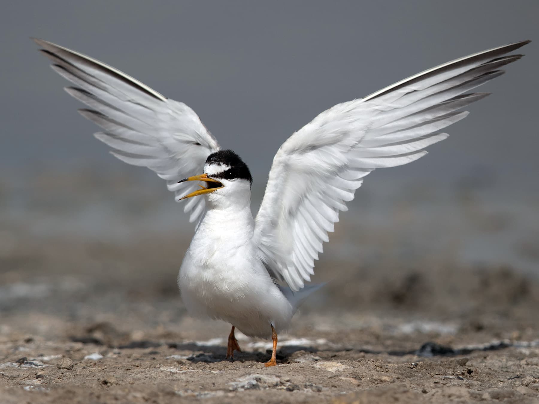 Juvenile Little Tern calling
