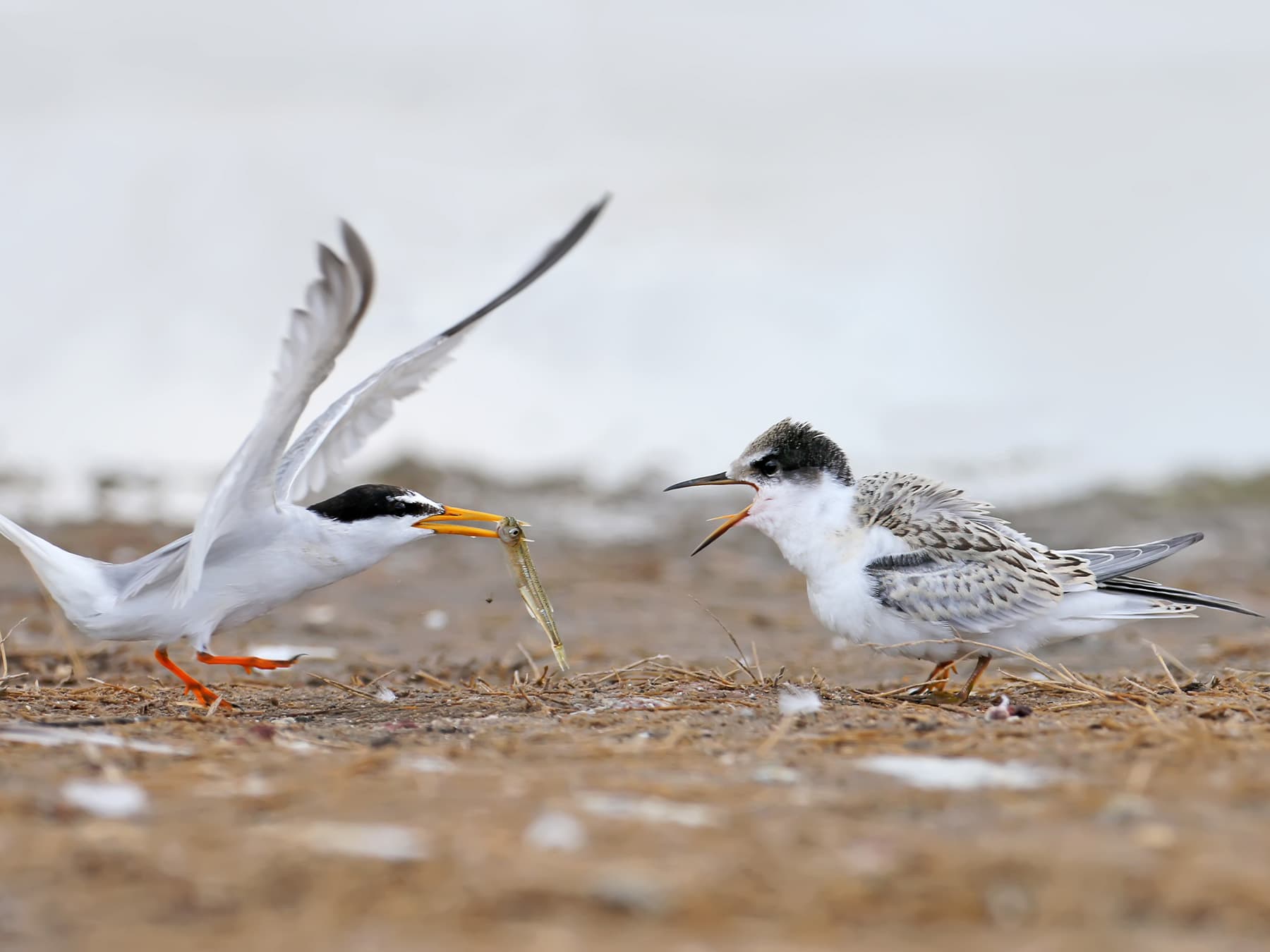 Little Tern feeding fish to its young