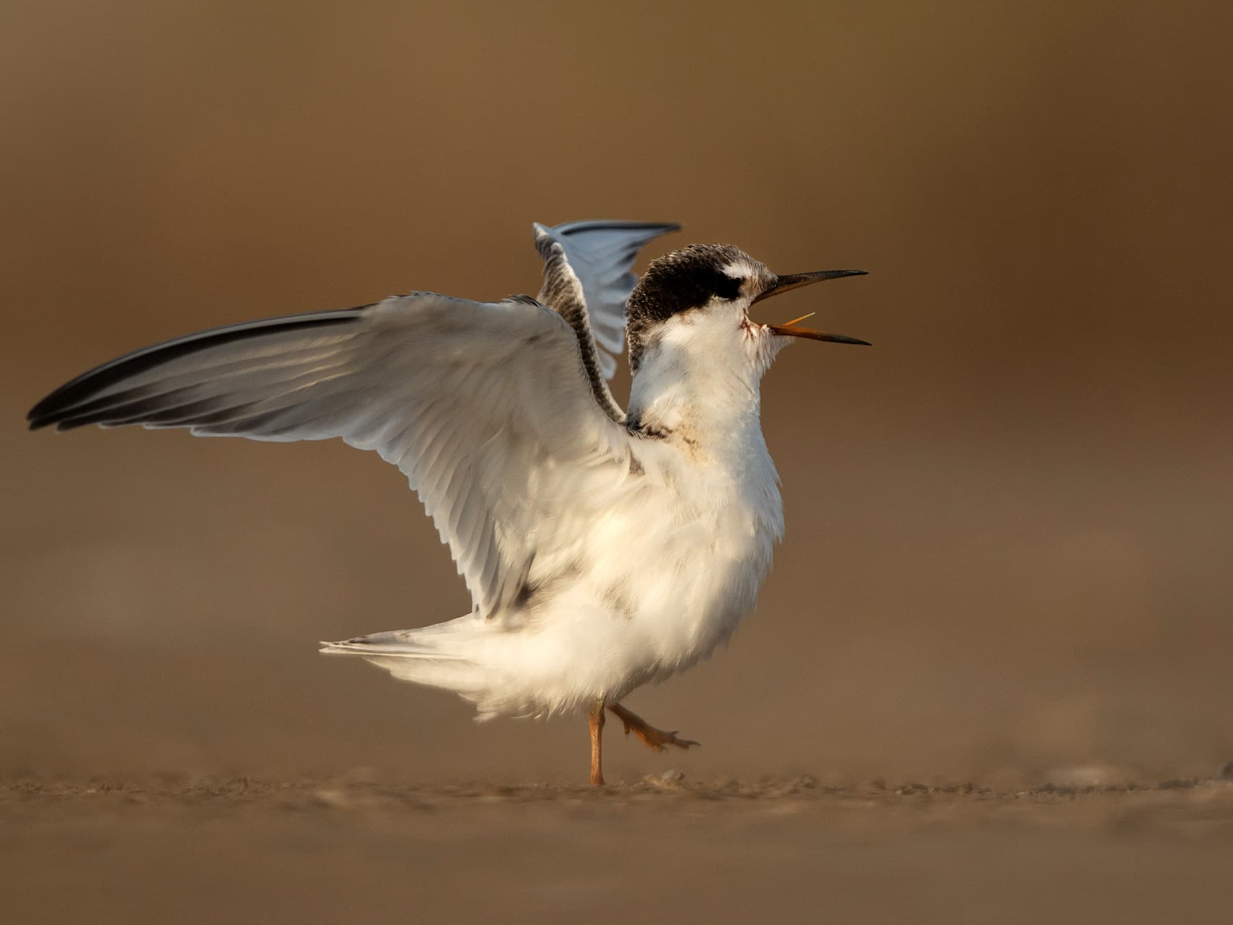 An immature Little Tern in the marshes