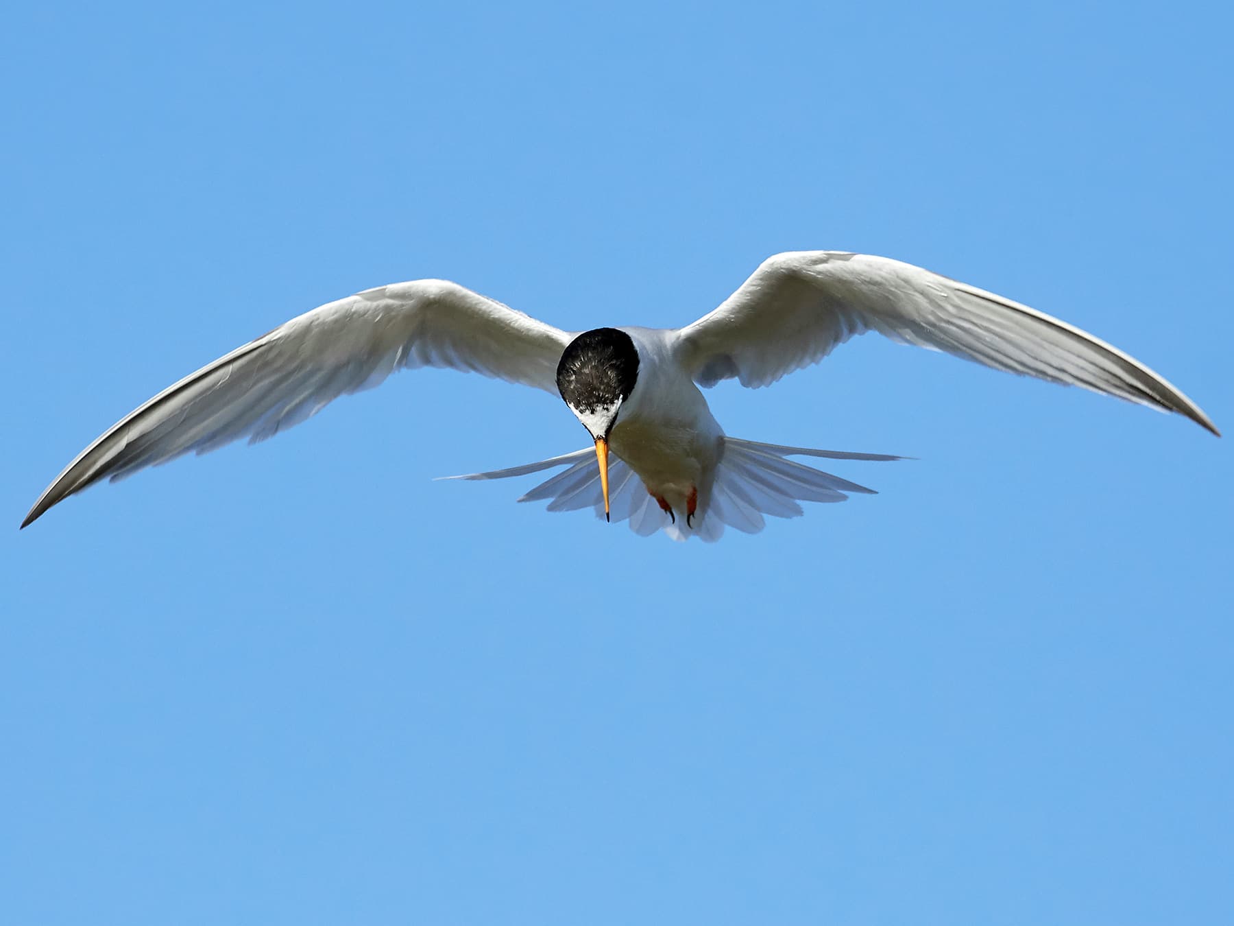 Little Tern in-flight looking for prey