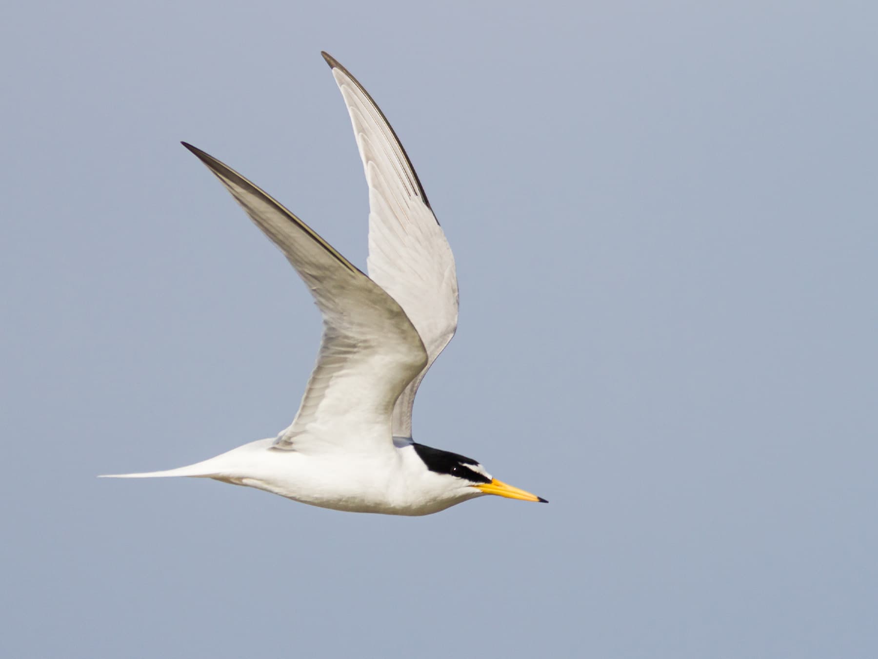 Little Tern in-flight