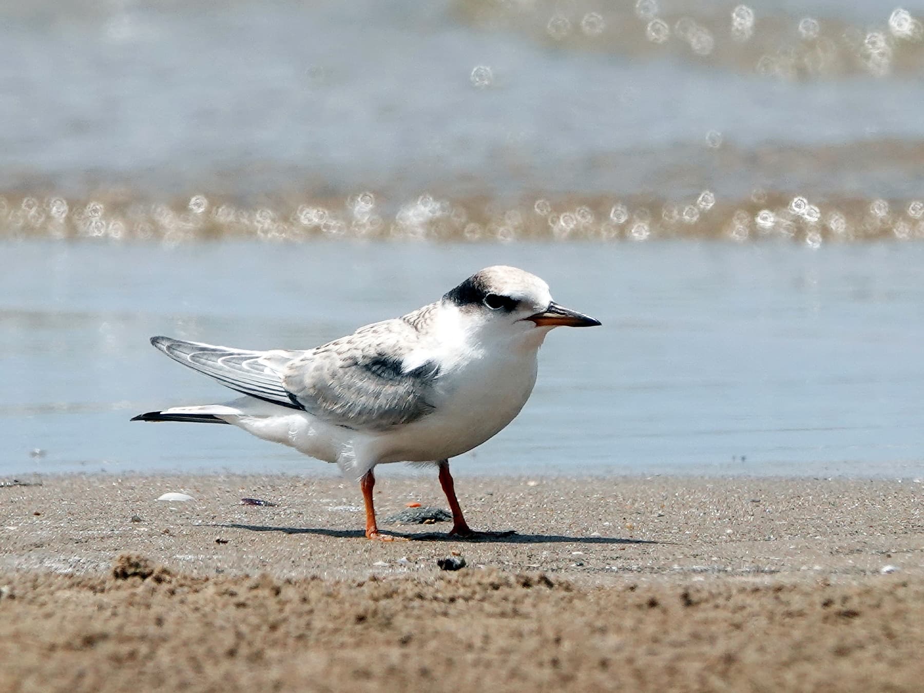Little Tern non-breeding plumage