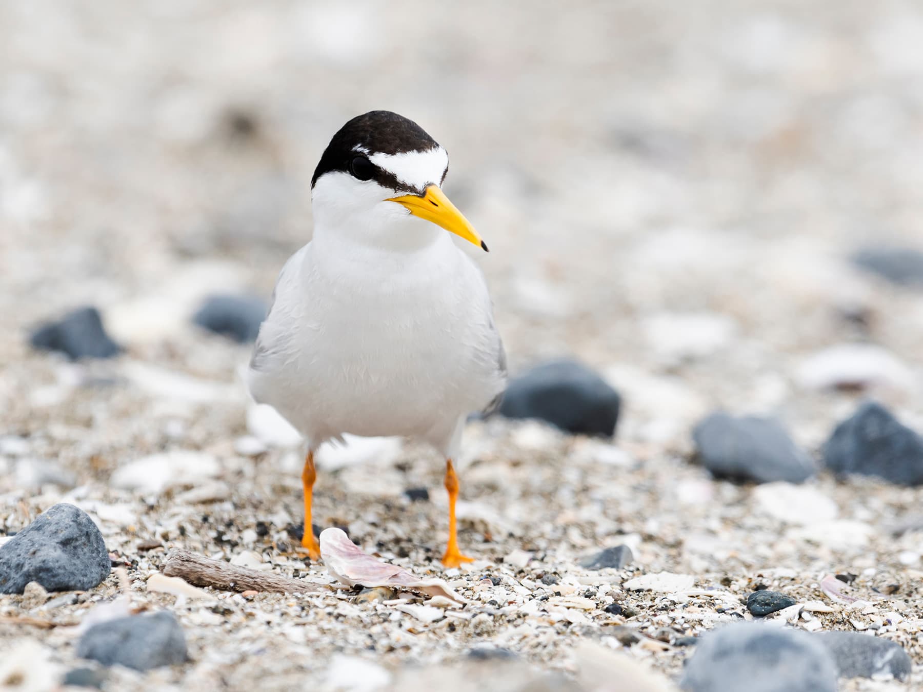 Little Tern on the beach