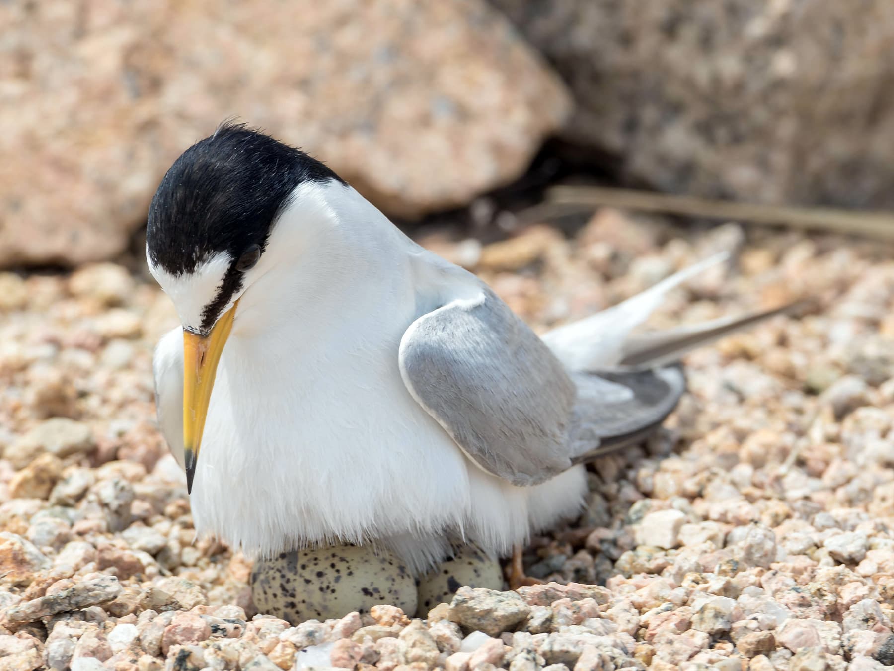 Little Tern parent sitting on eggs in the nest