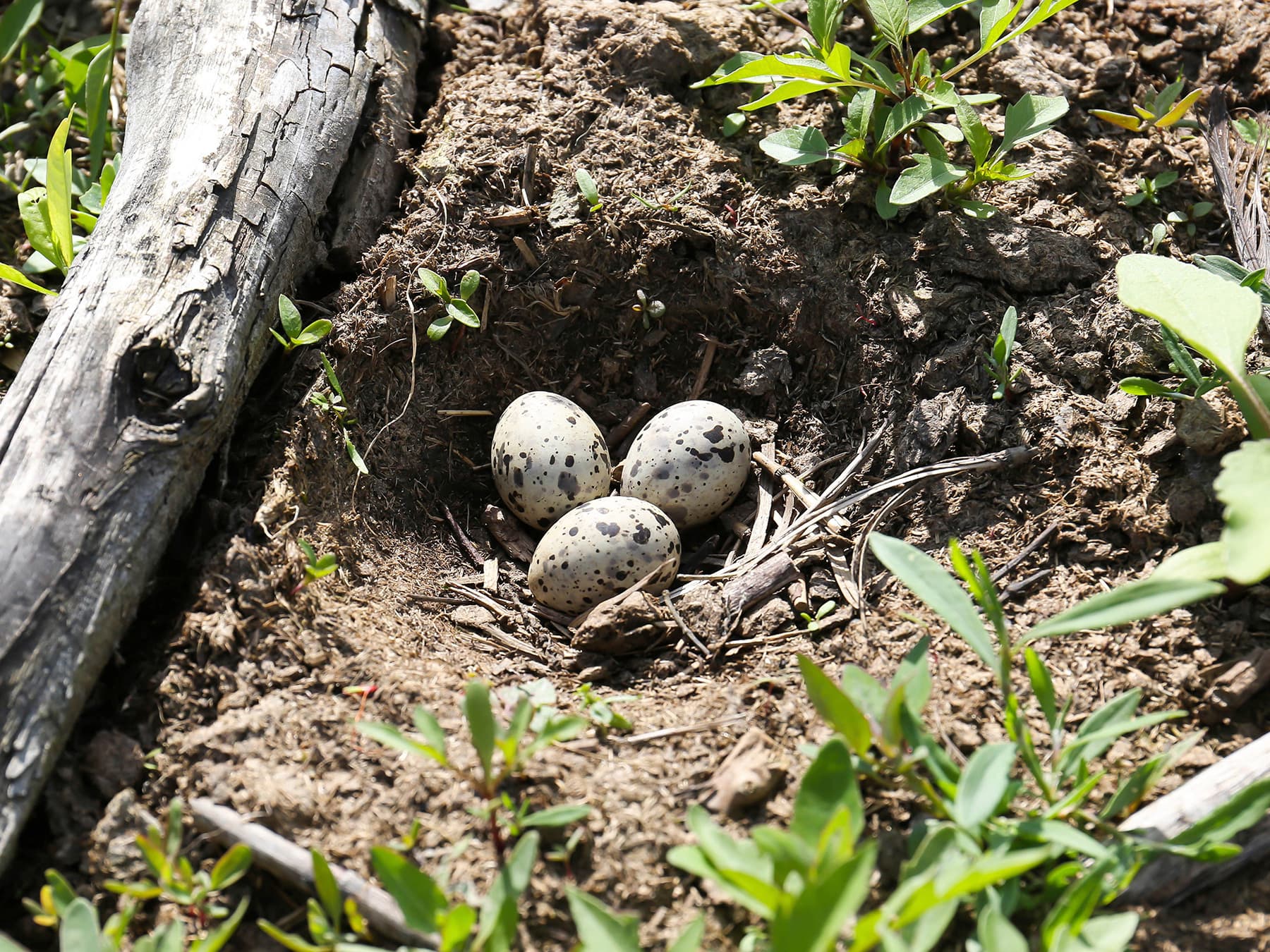Nest of a Little Tern with two eggs