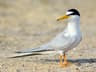 Little Tern