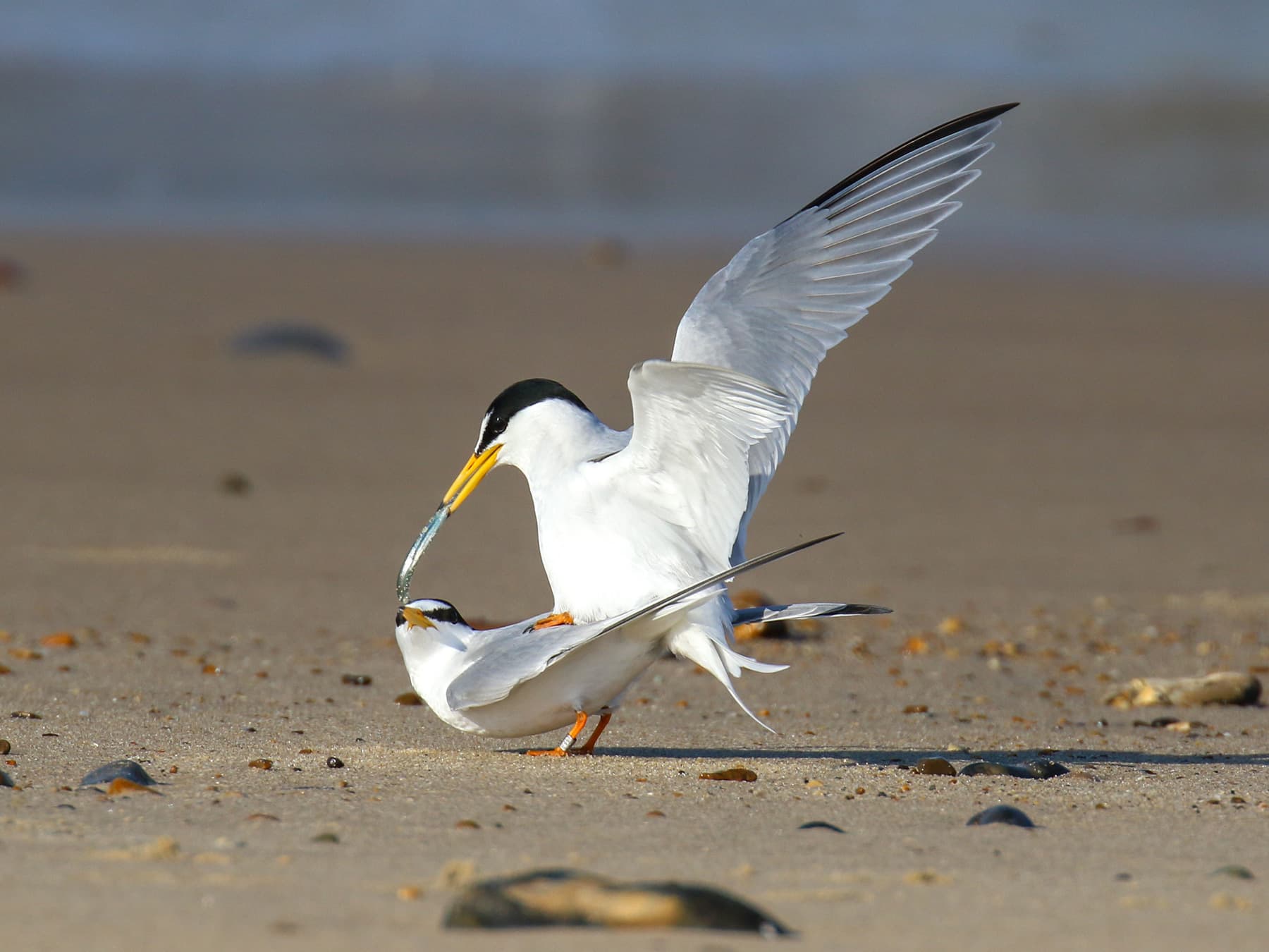 Pair of Little Terns during the courtship ritual