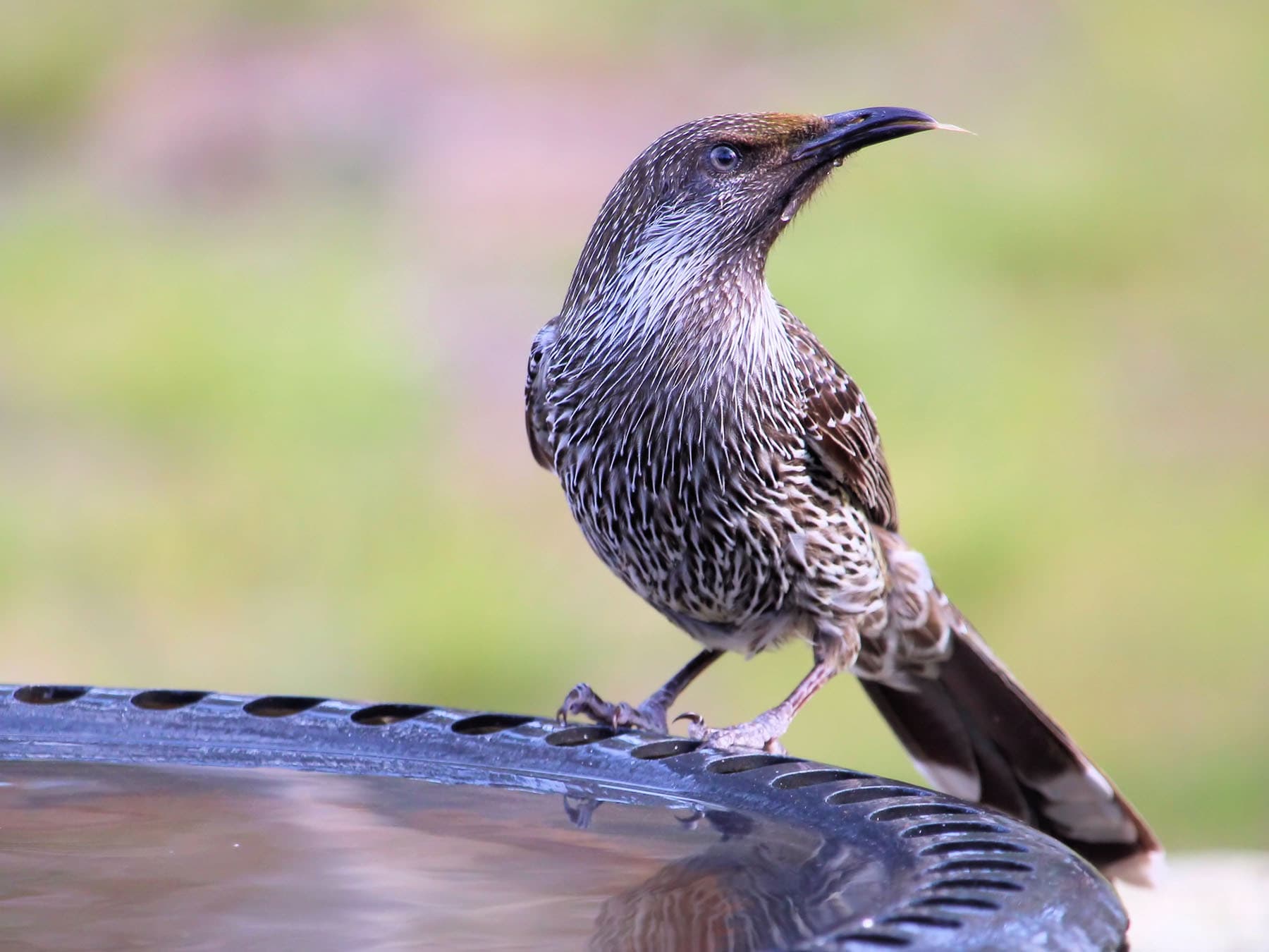 Little Wattlebird perched on the side of a bird bath