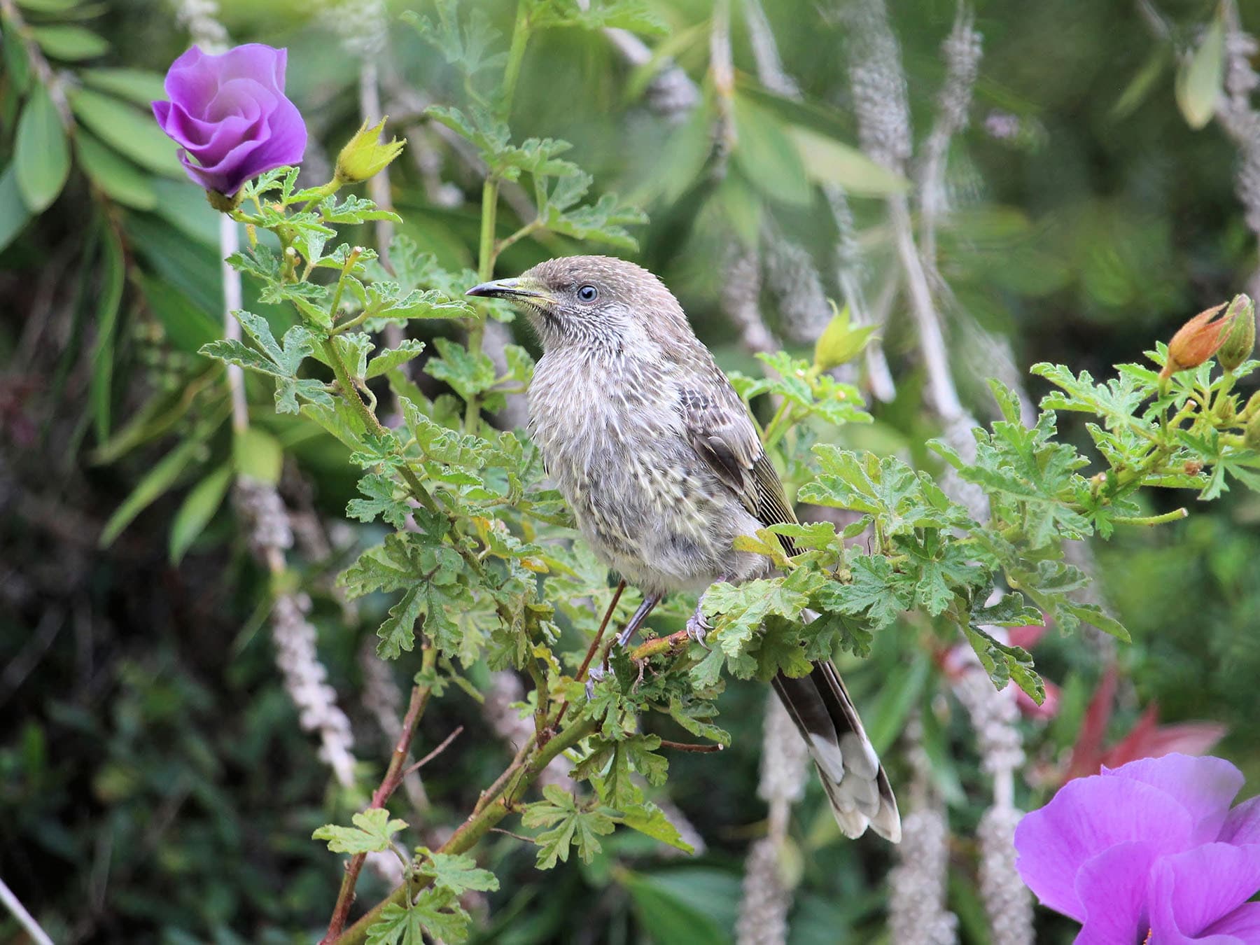 Little Wattlebird fledgling