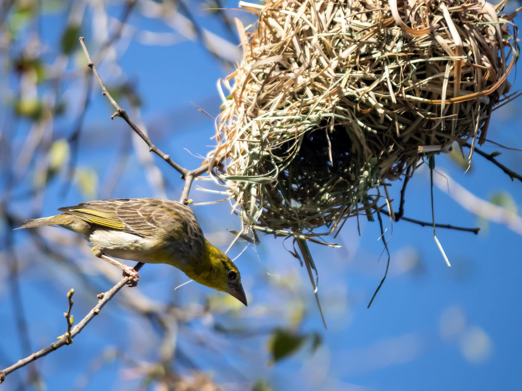 Little Weaver outside nest