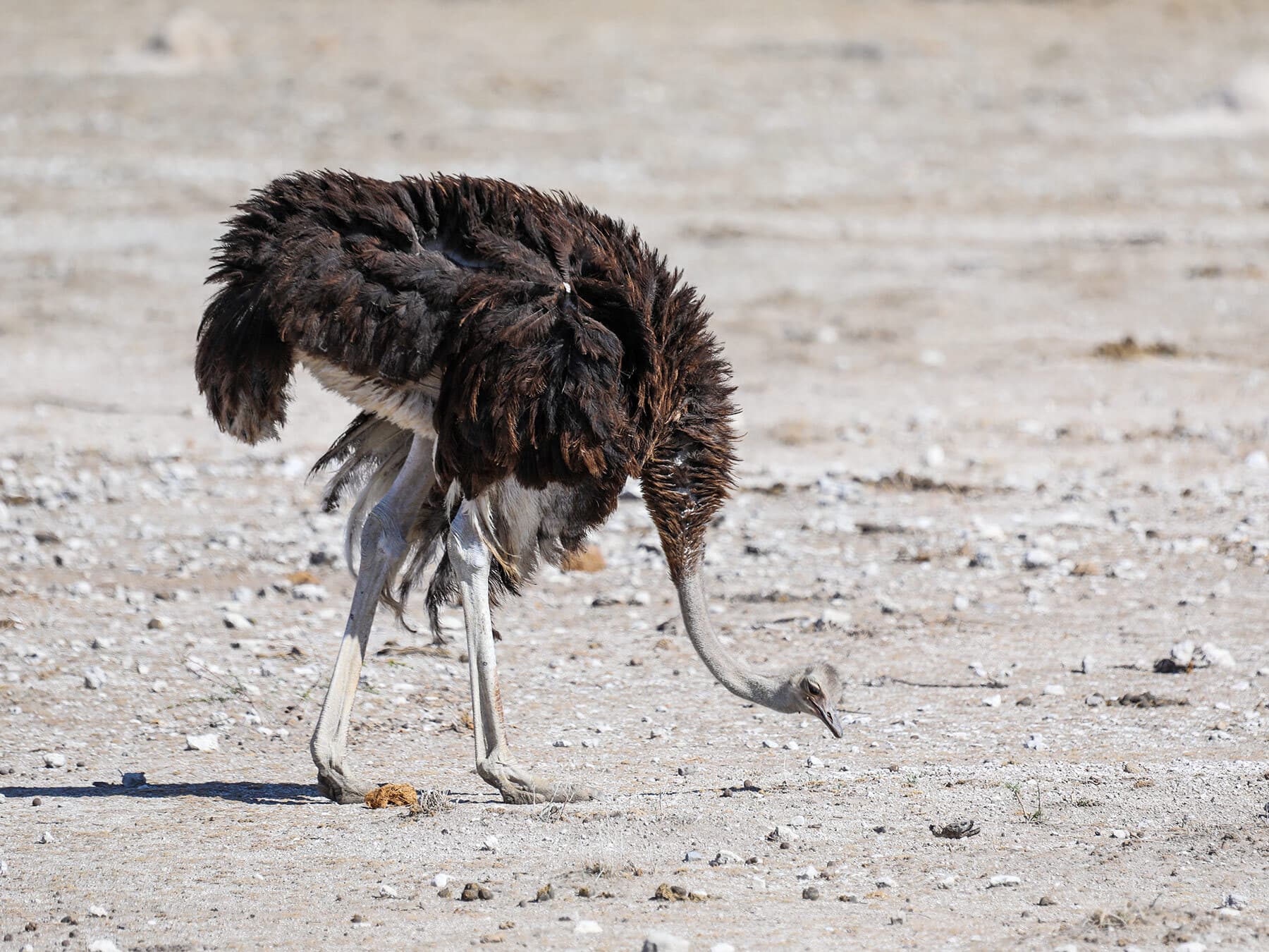 Lone ostrich grazing