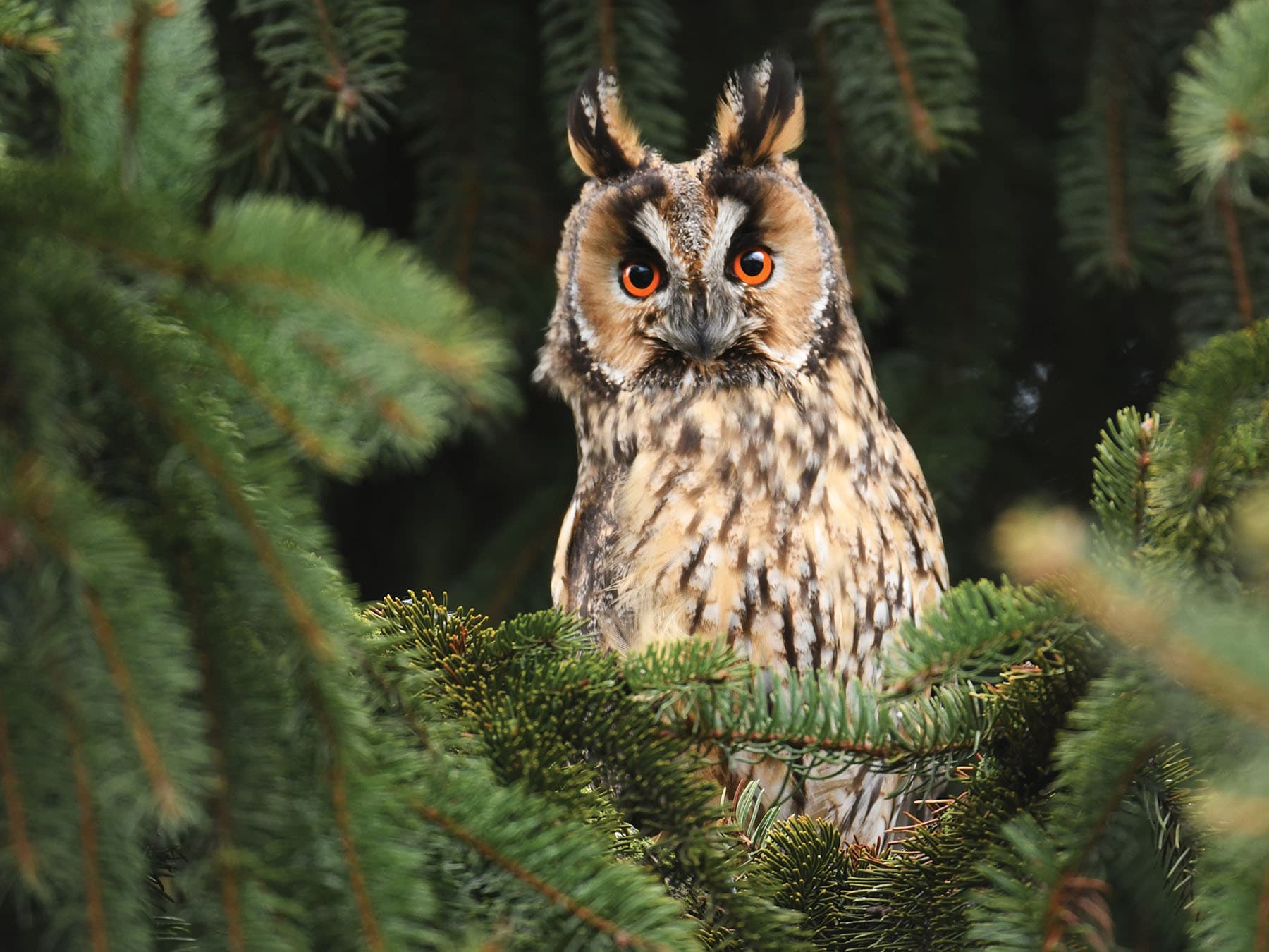 Long-eared owls are usually spotted in mixed or coniferous woodlands
