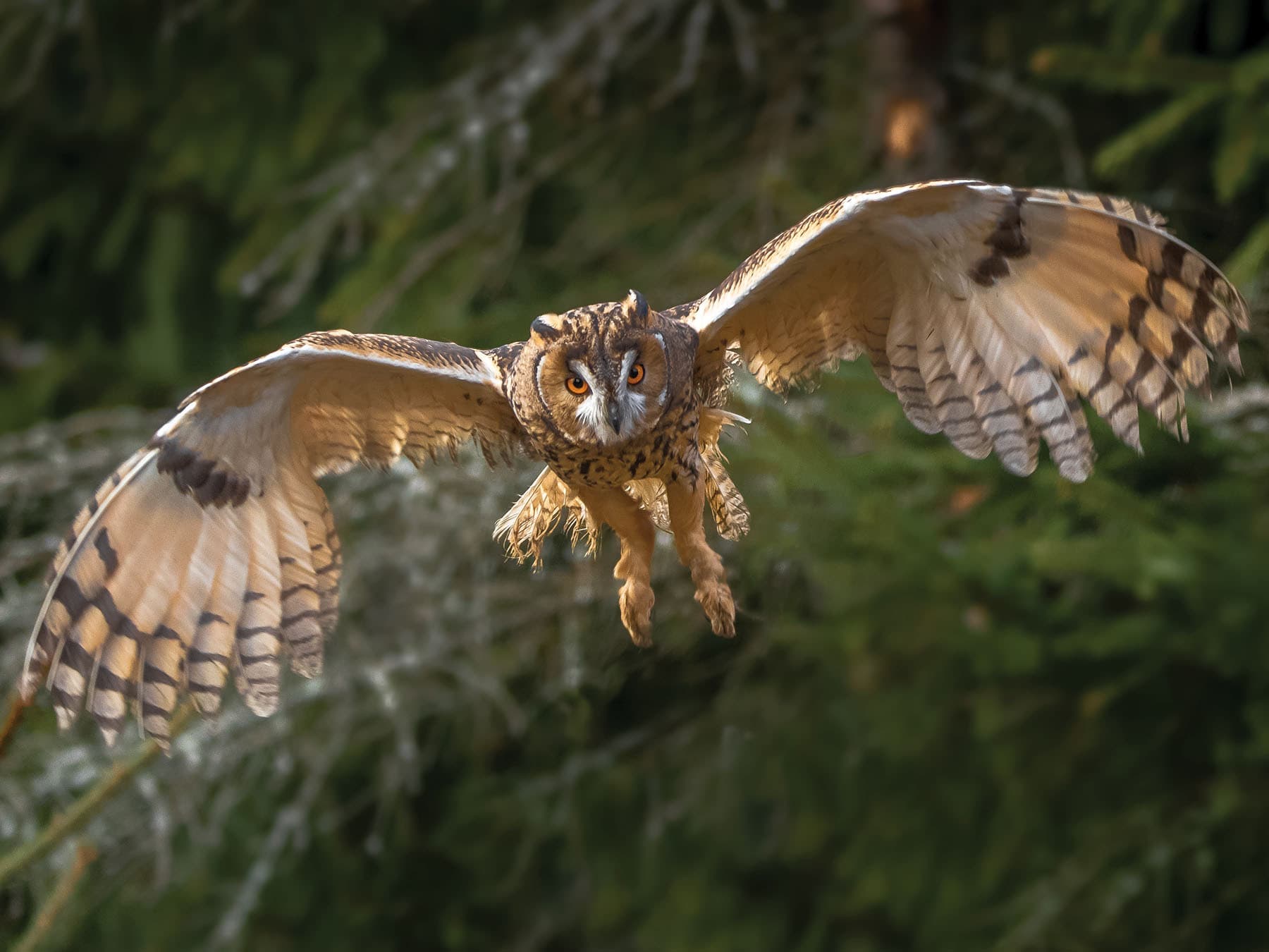Long-eared Owl on the hunt for prey