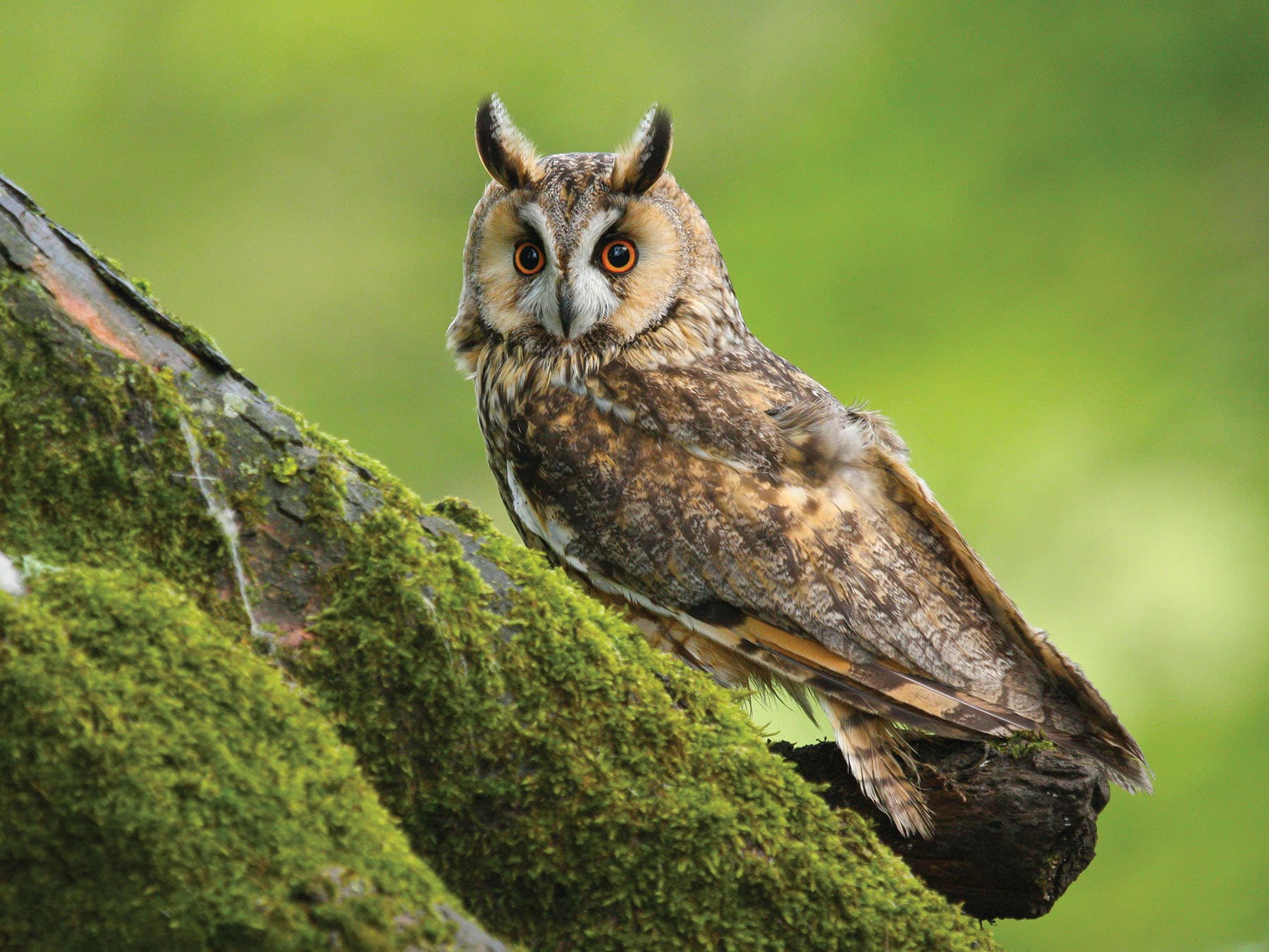 Close up of a Long-eared Owl
