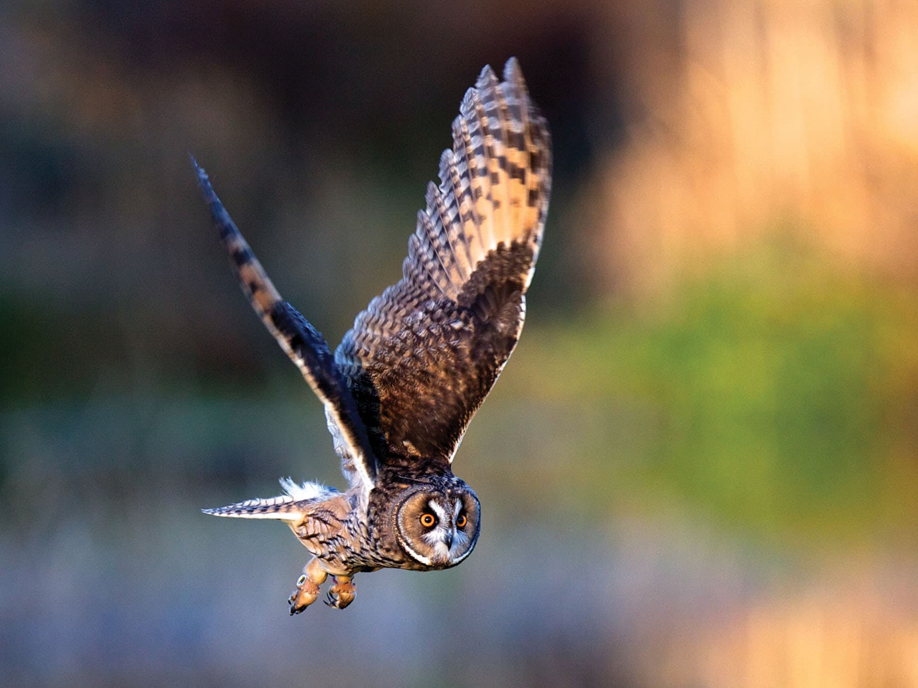 Long-eared Owl in flight