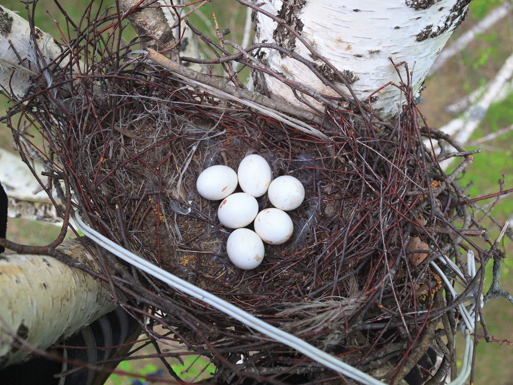 Long-eared Owl nest and eggs