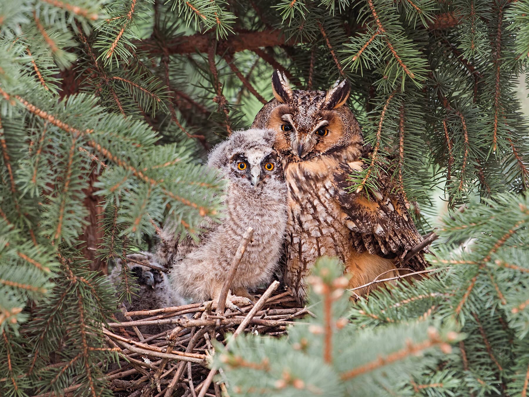 Long eared owl nest