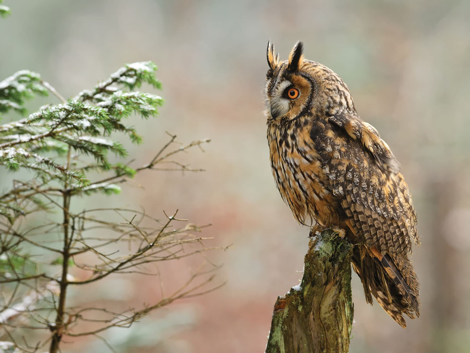 Long-eared owl perched in the forest