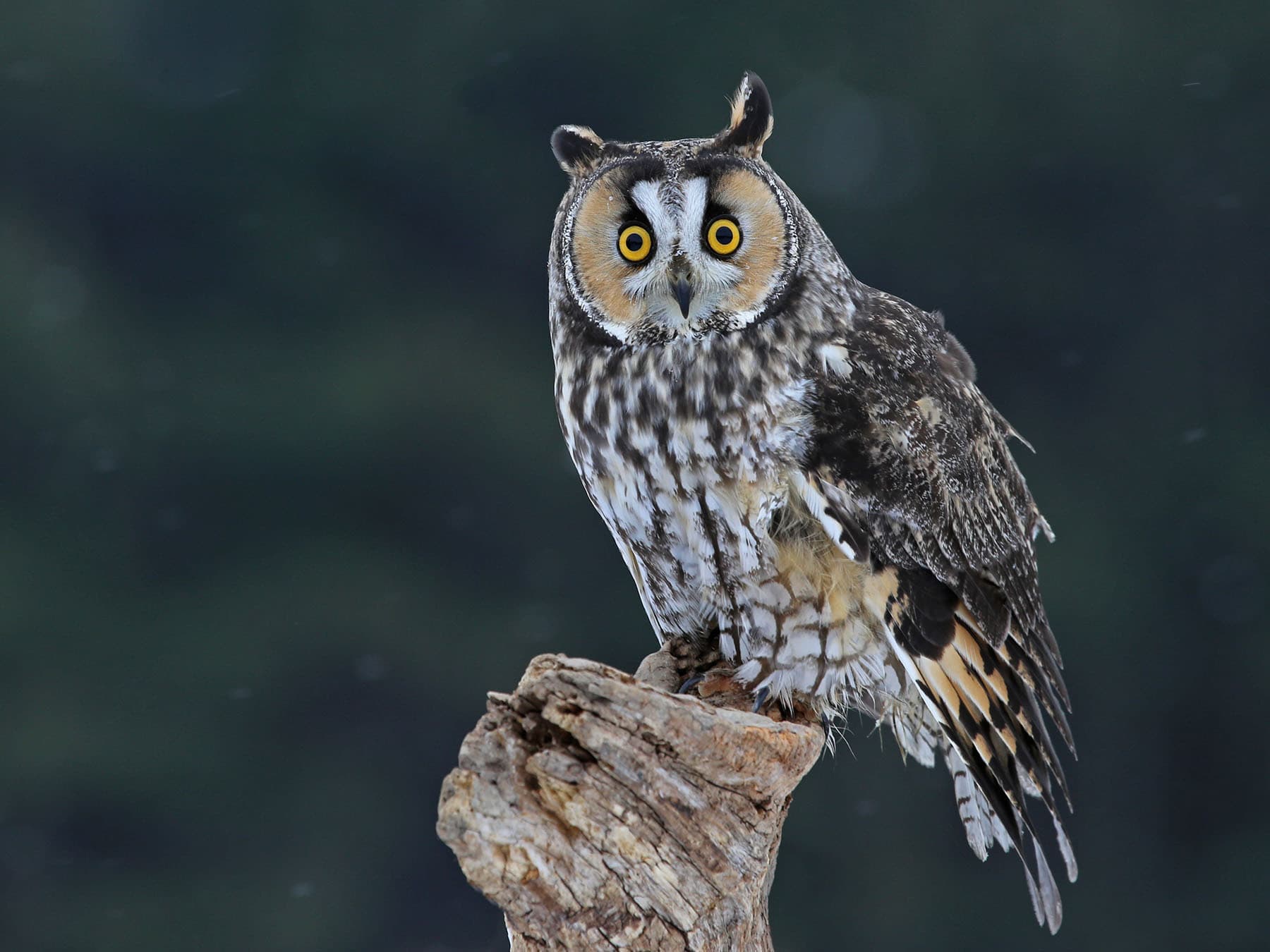 Long eared owl perched