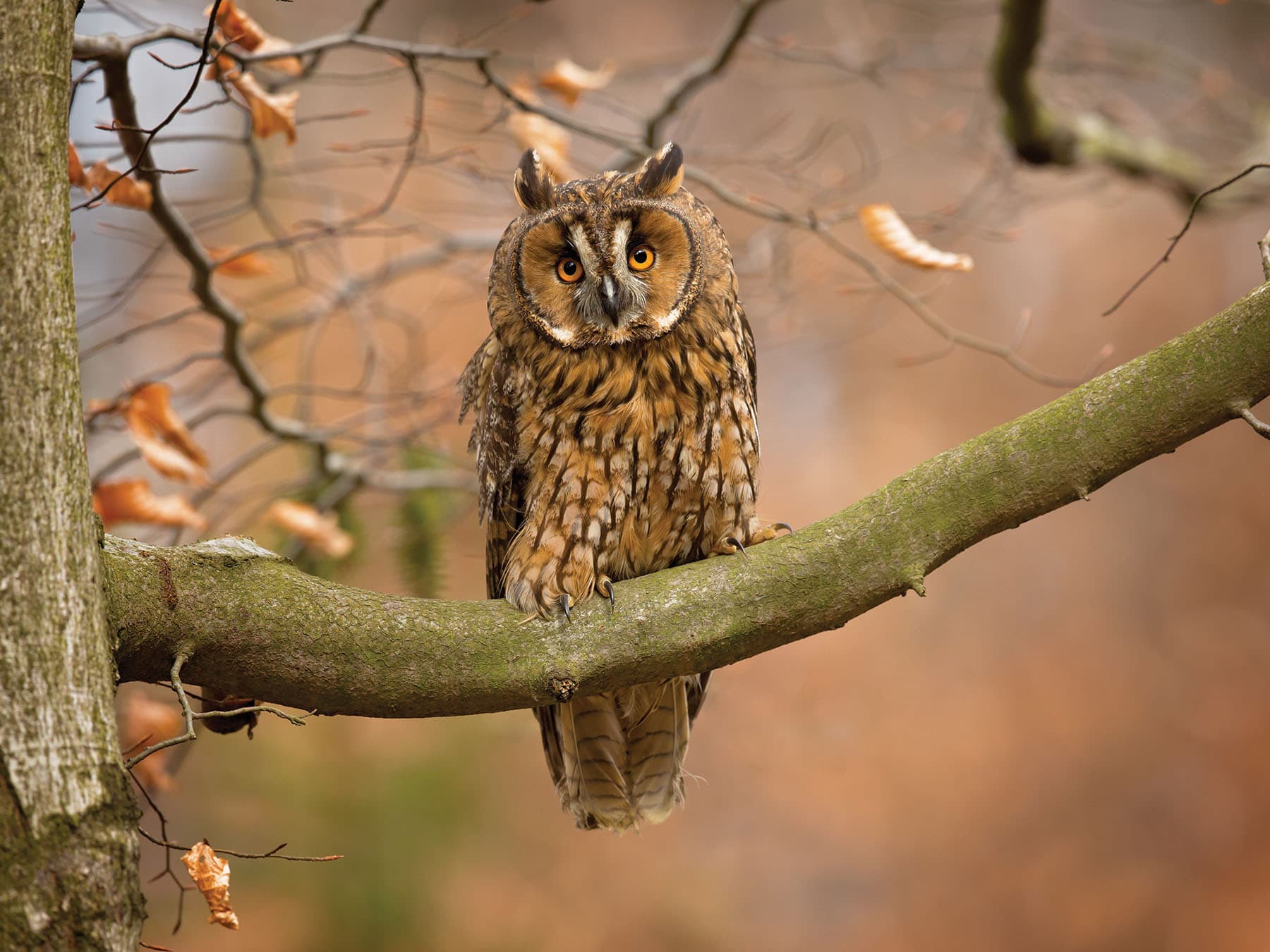Long-eared Owls are slightly larger than Barn owls