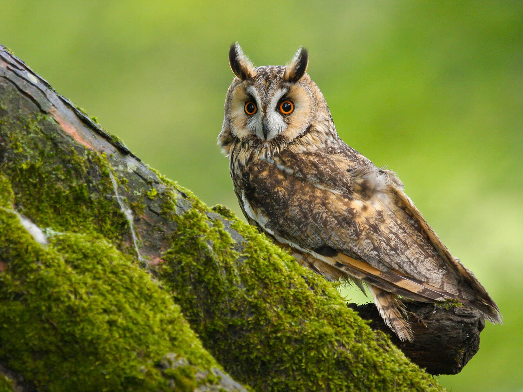 Long eared owl