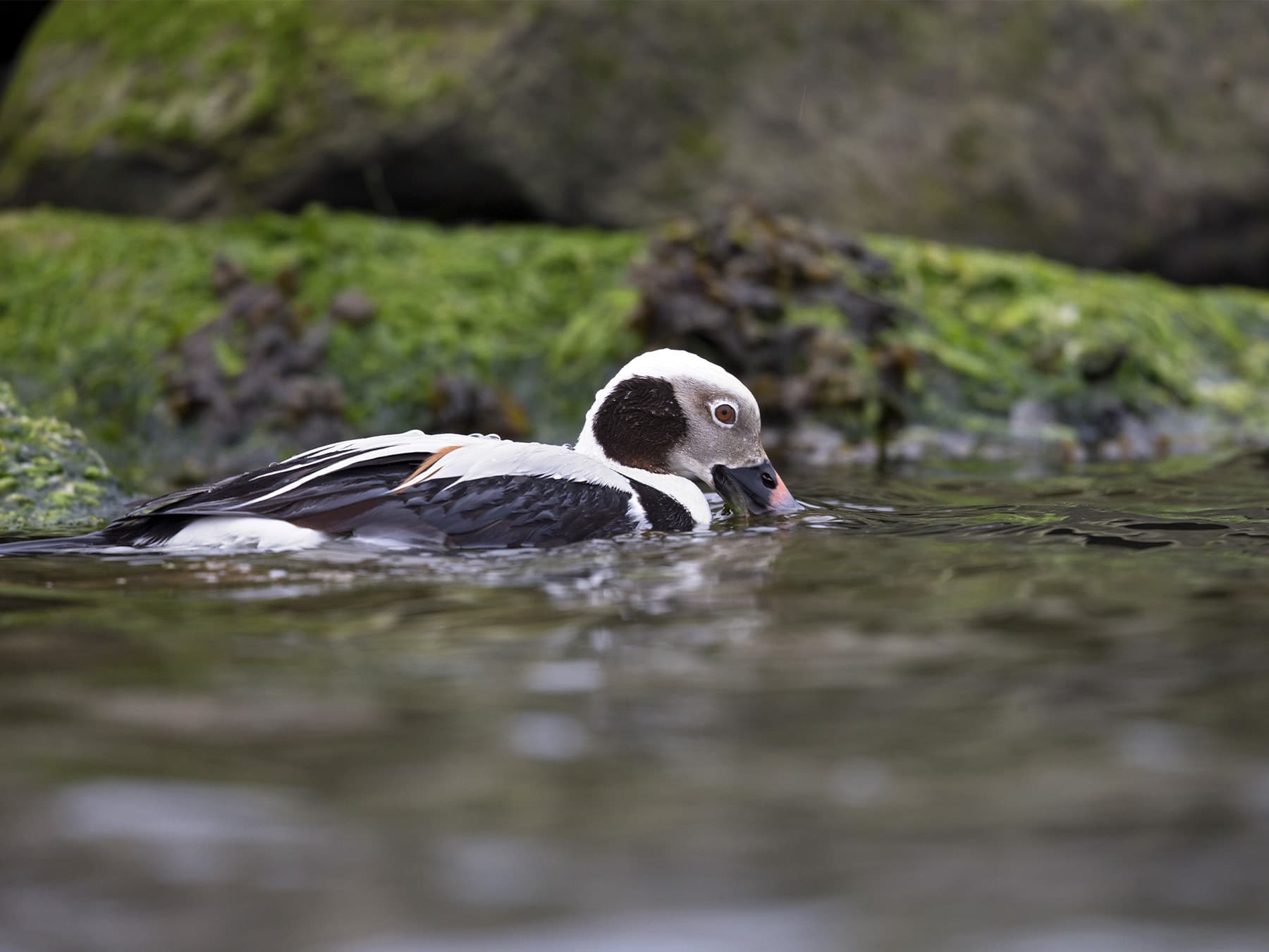 Long-tailed Duck foraging near to the rocks