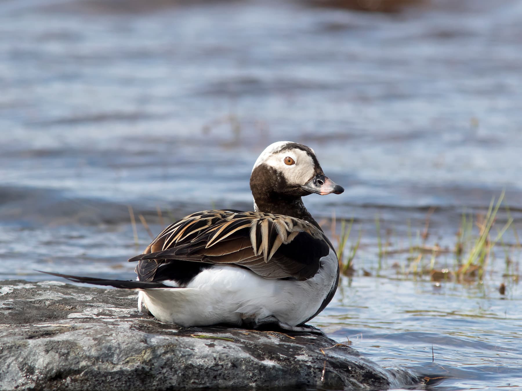 Long-tailed Duck resting by a lake