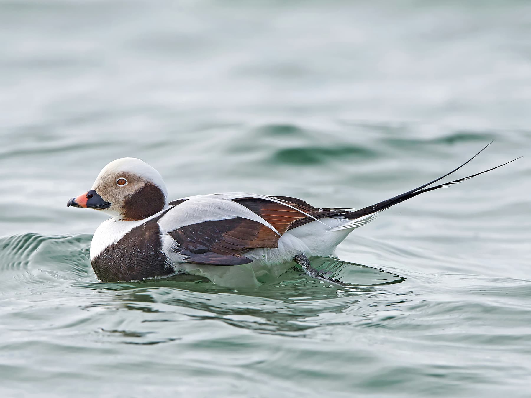 Long-tailed Duck Male