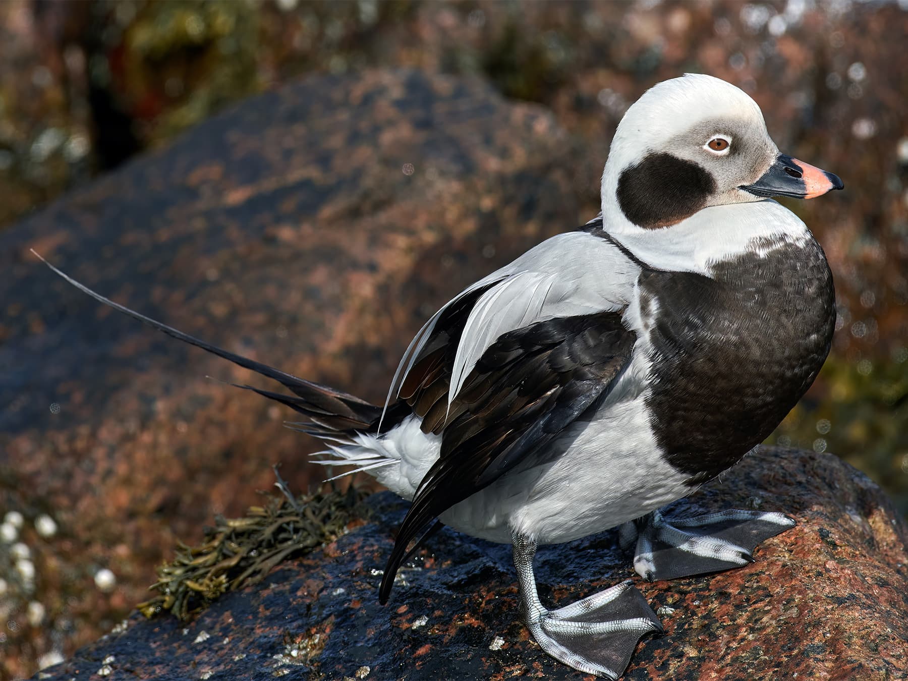 Long-tailed Duck standing on rocks in coastal habitat