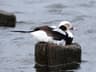 Long-tailed Duck