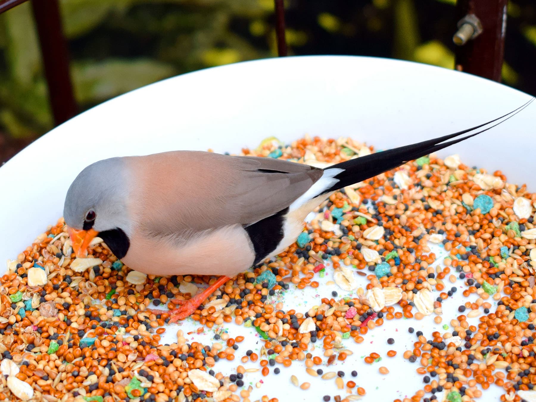 Long-tailed Finch feeding on seeds