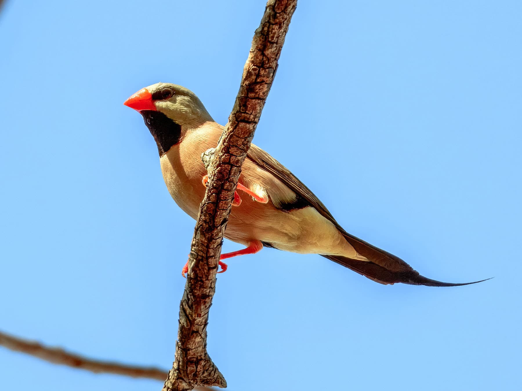 Long-tailed Finch perching on branch