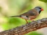 Long-tailed Finch