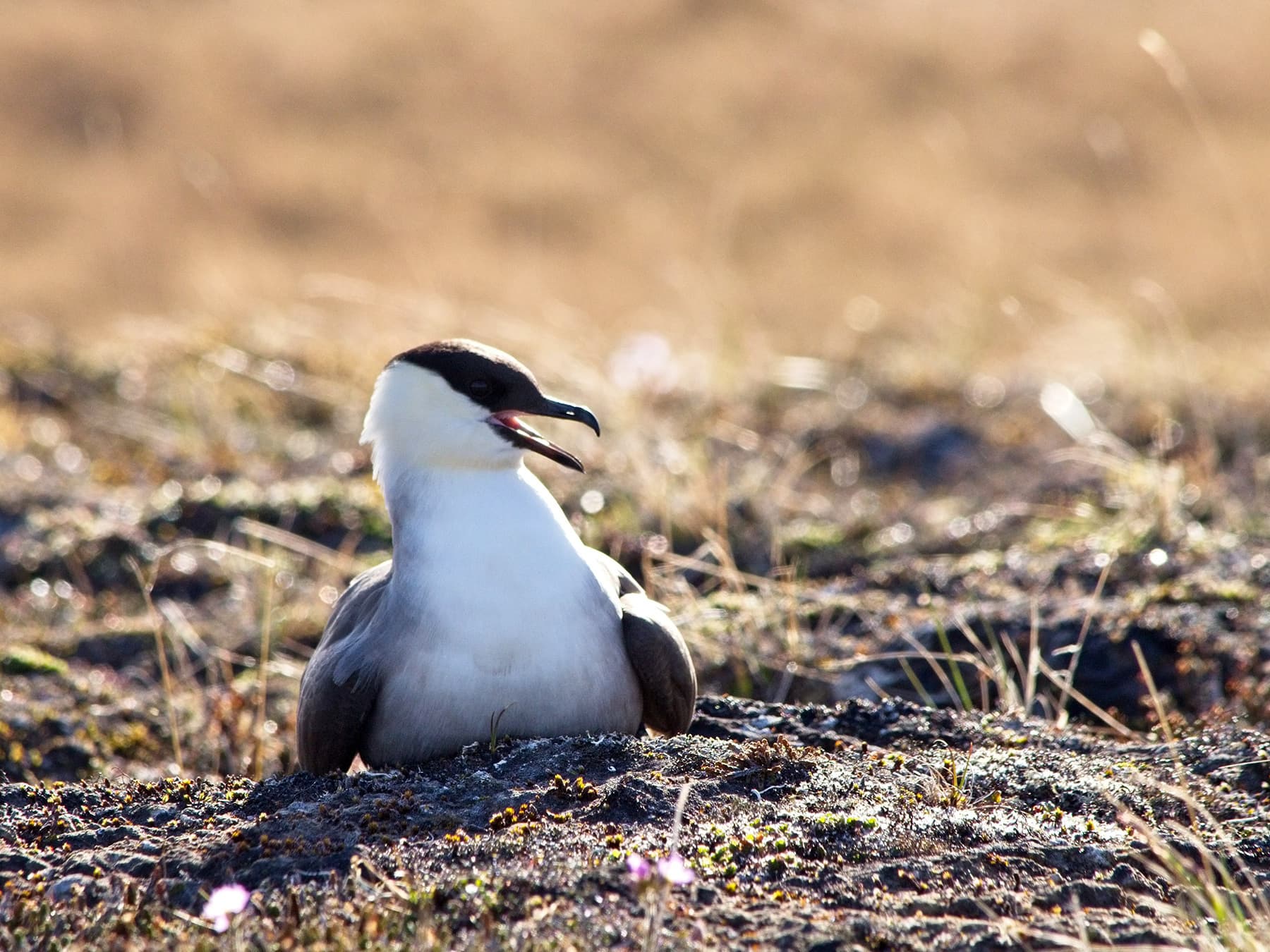Long-Tailed Jaeger on nest calling