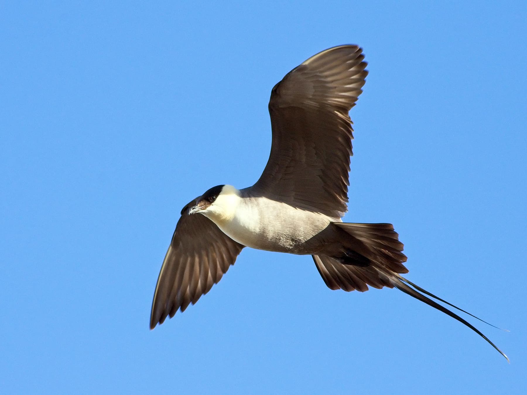 Long-Tailed Jaeger in-flight