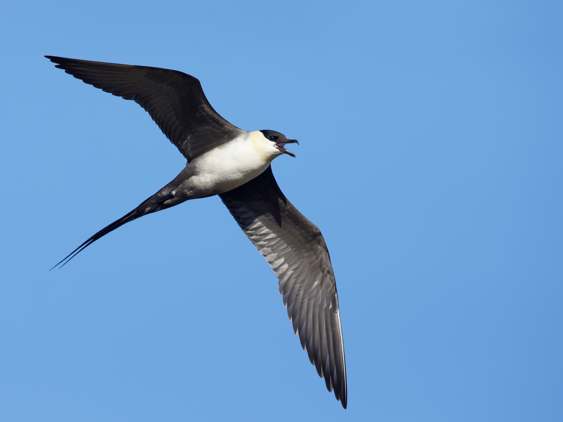 Long-Tailed Jaeger in-flight chasing away intruders