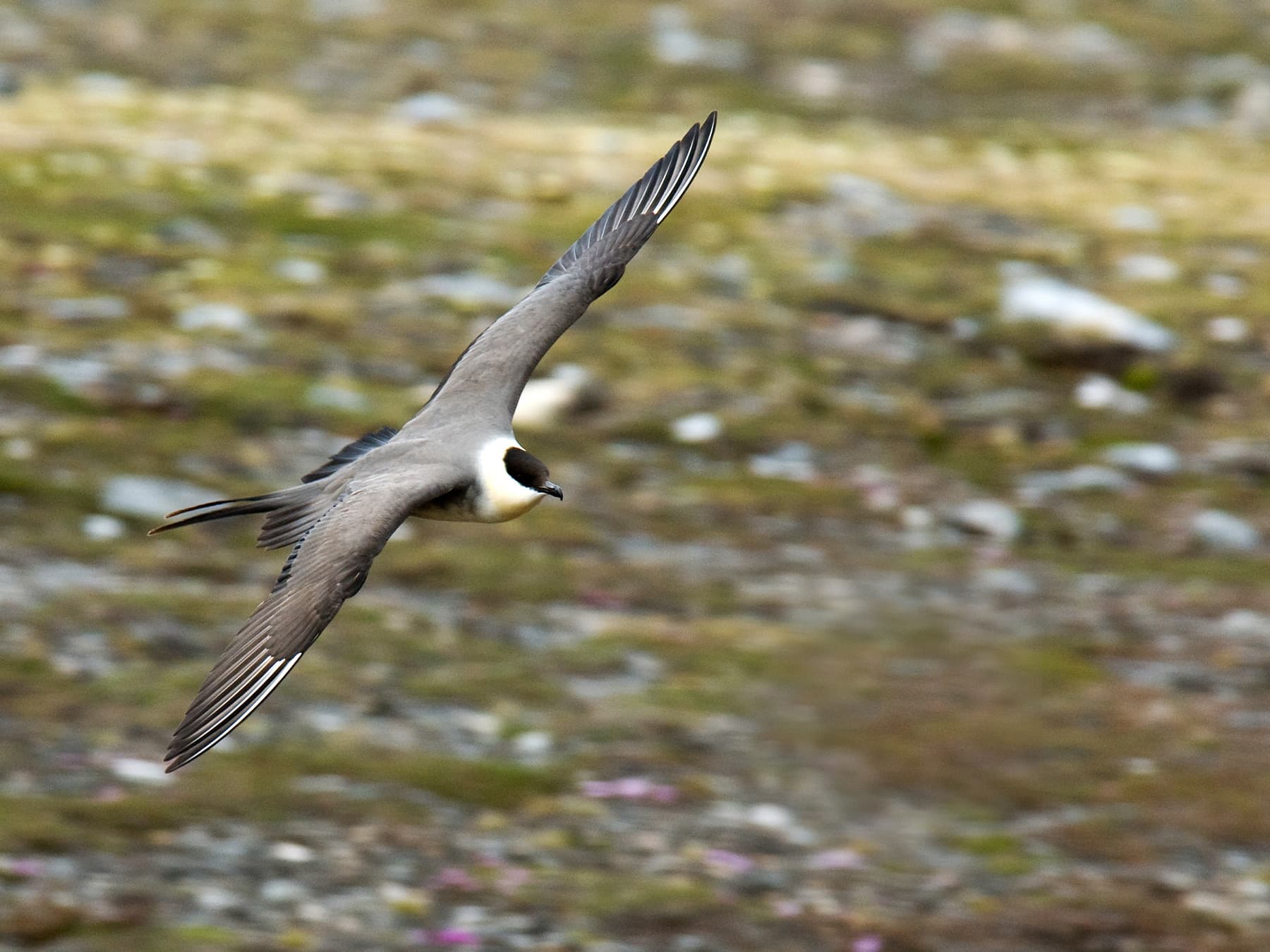 Long-Tailed Jaeger in-flight over natural habitat