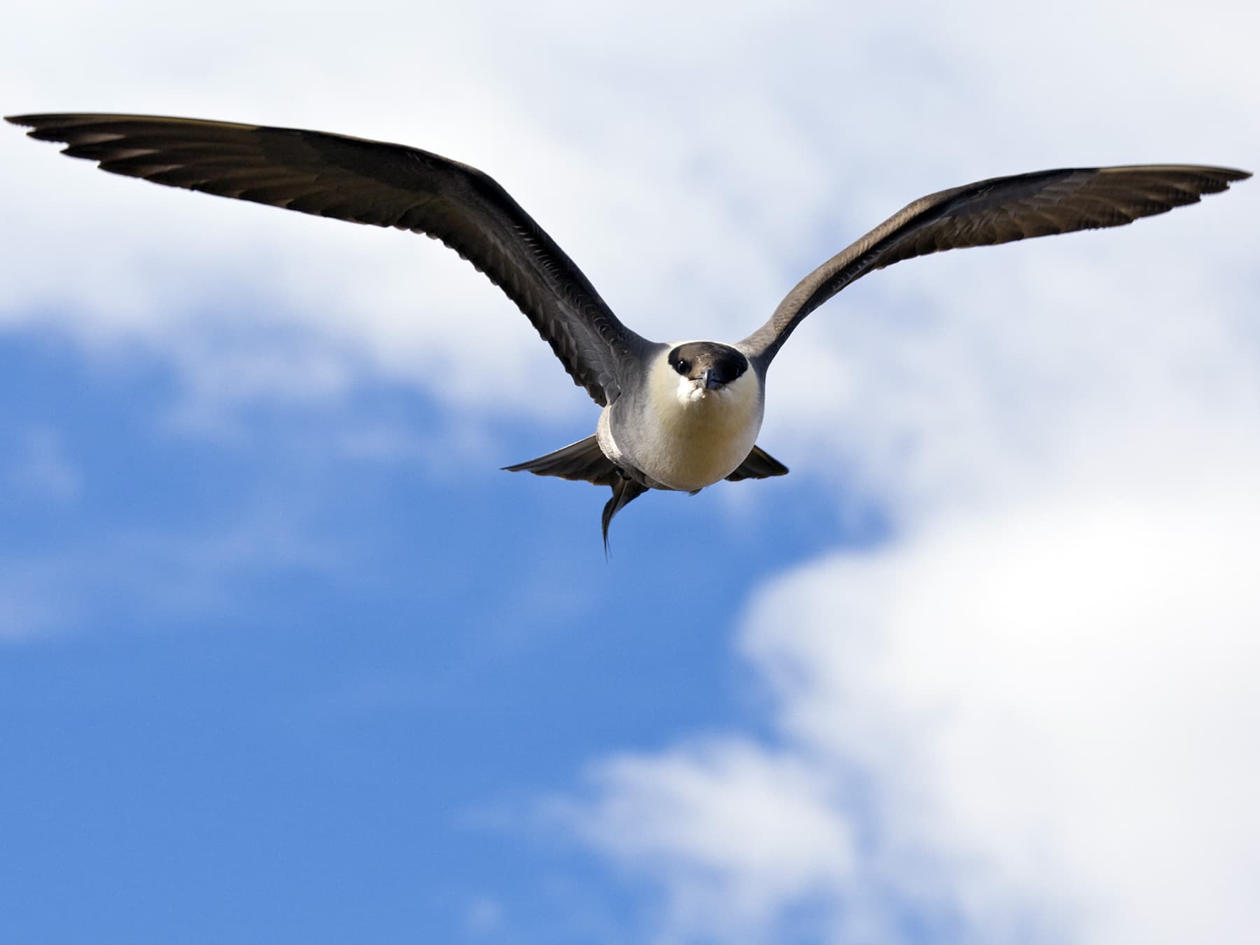 Long-Tailed Jaeger in-flight