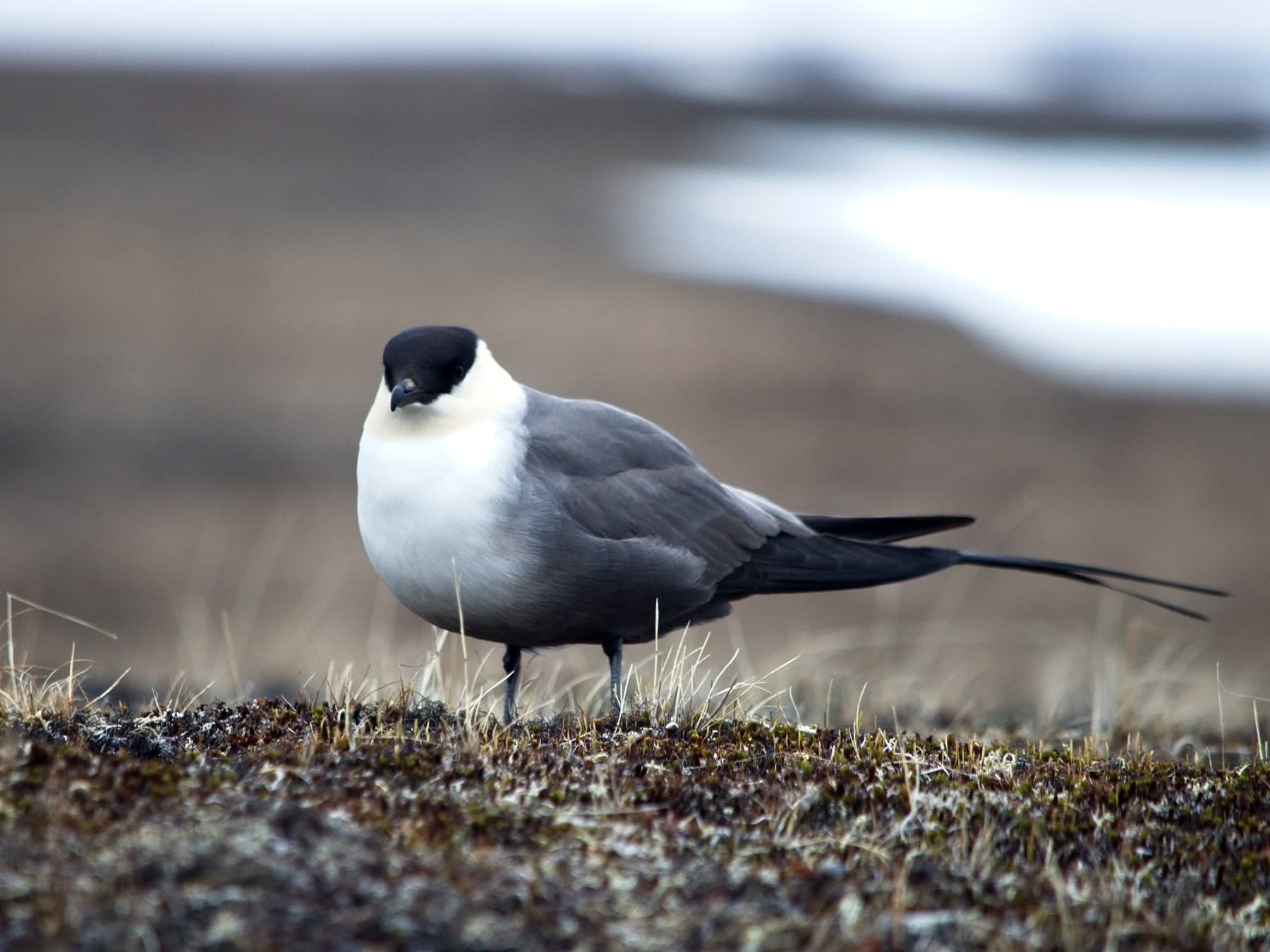 Long-Tailed Jaeger in the tundra