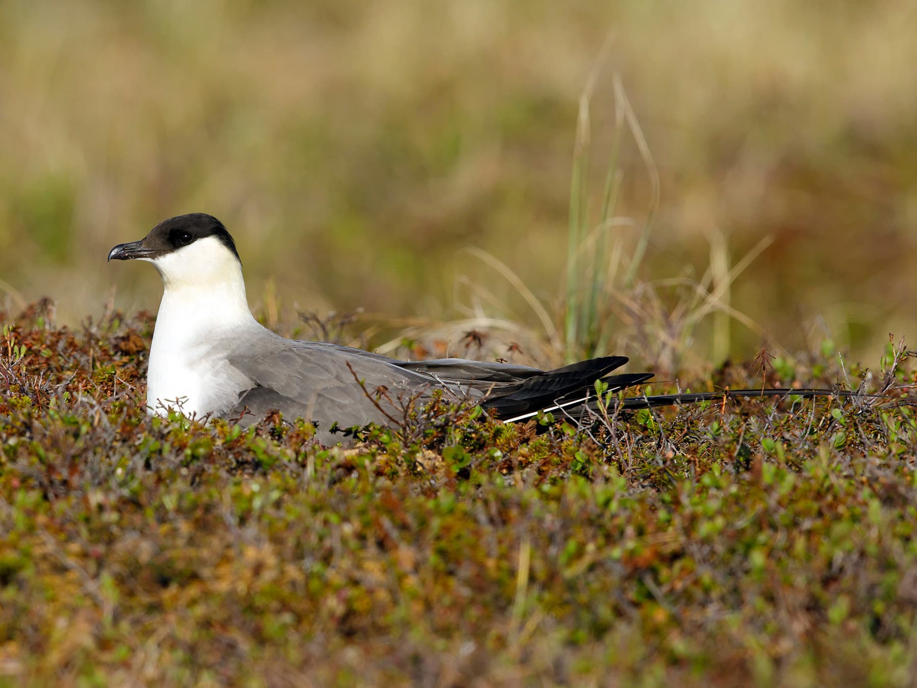 Long-Tailed Jaeger sitting on its nest