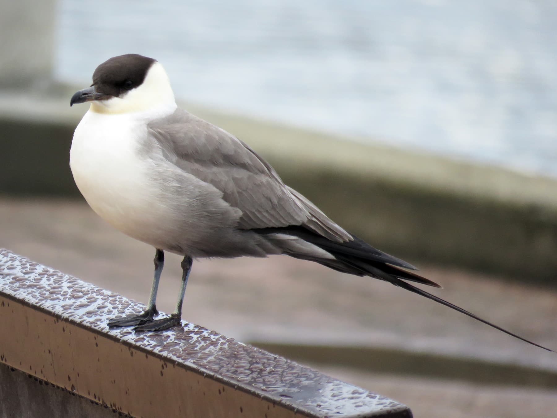 Long-Tailed Jaeger perching on railing