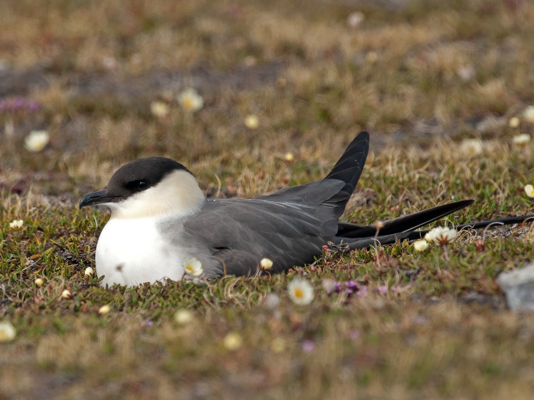 Long-Tailed Jaeger sitting on nest in low-lying vegetation