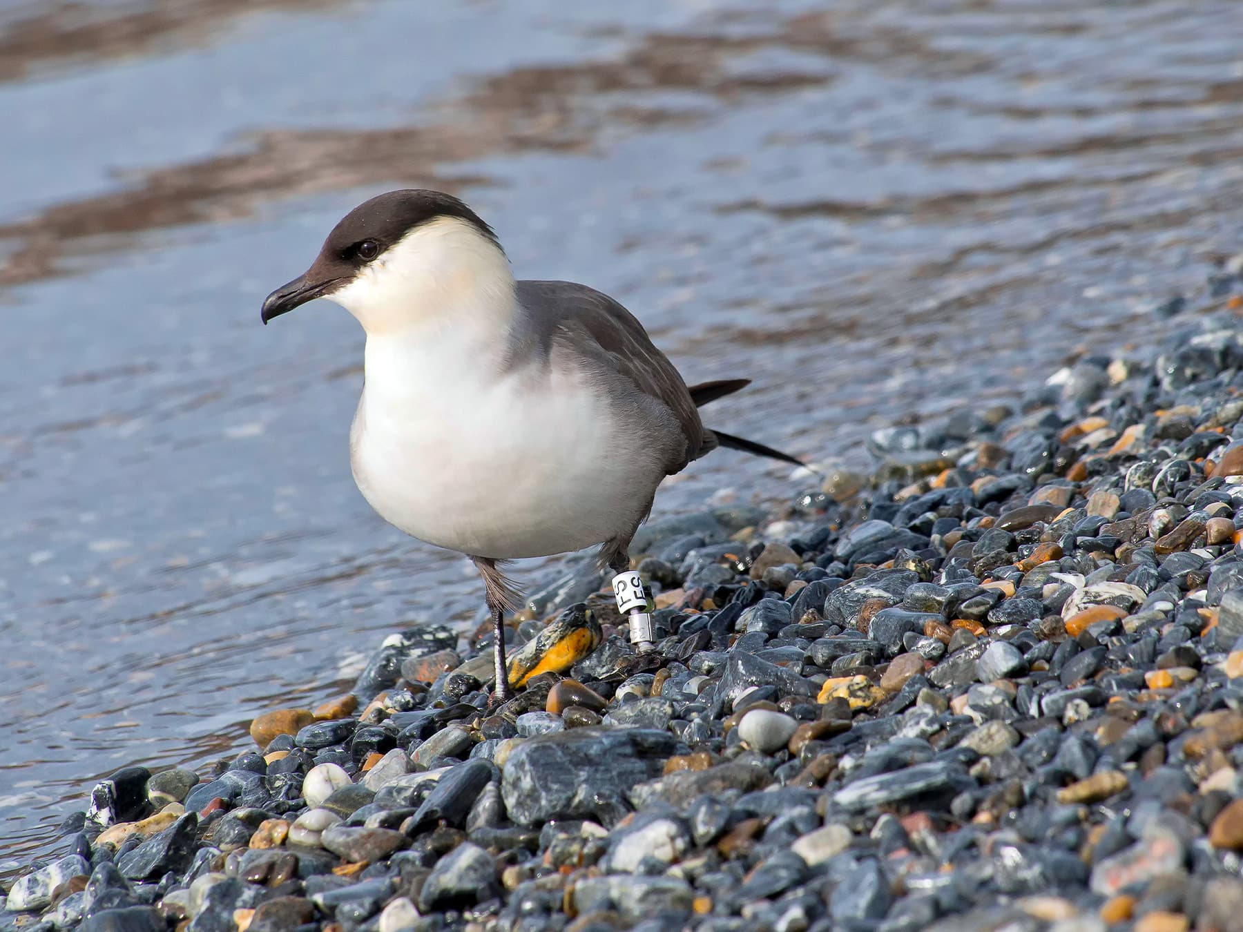 Long-Tailed Jaeger walking beside the waters edge