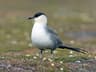 Long-tailed Jaeger