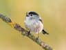 Long-tailed Tit