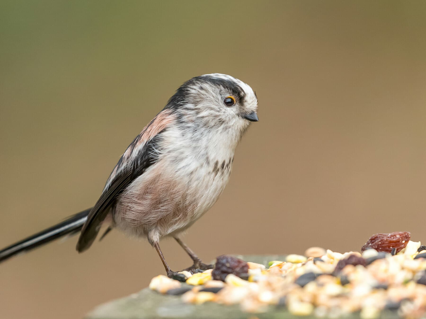 Long-tailed Tit eating seeds from a bird feeder