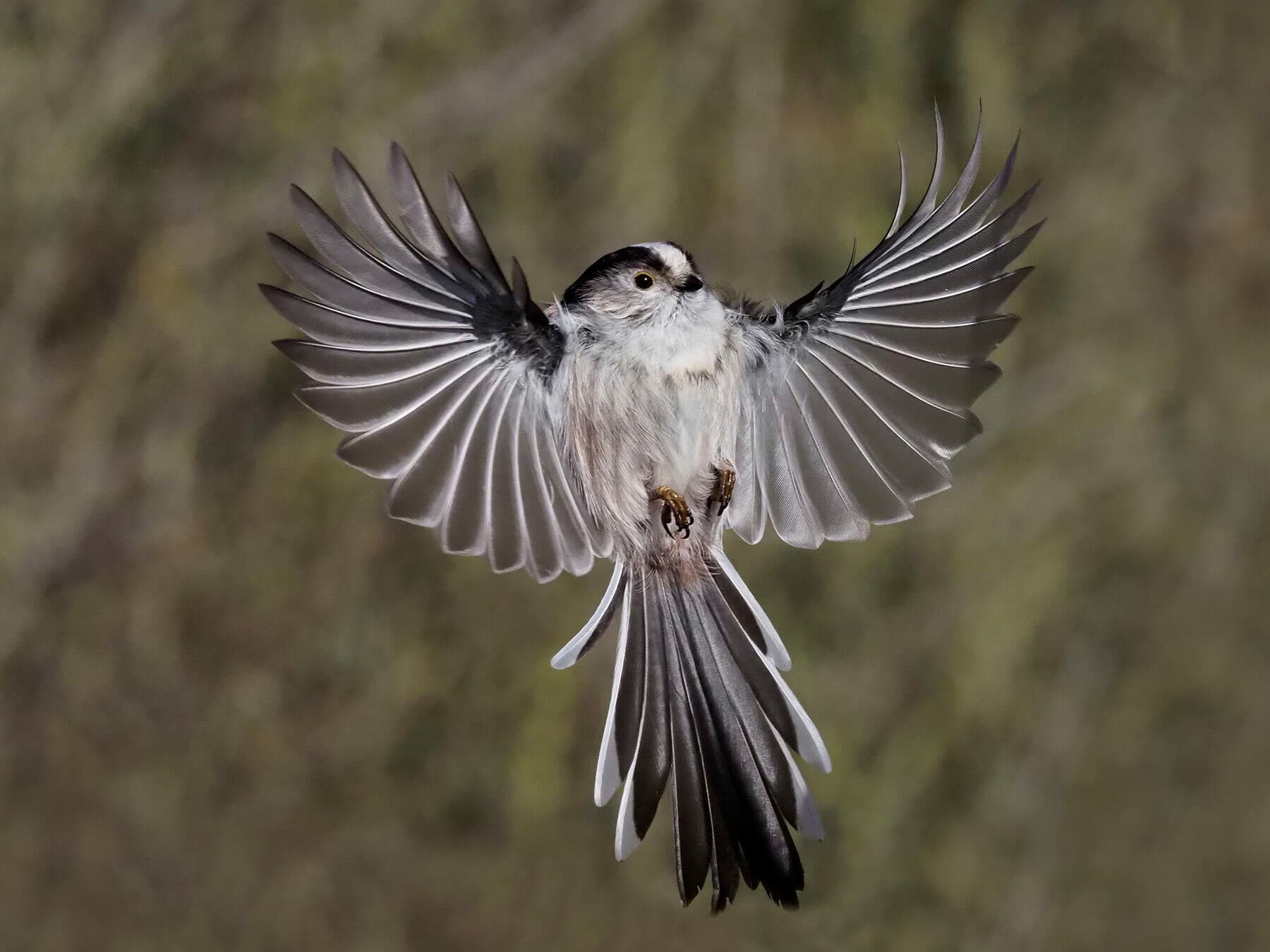 Long-tailed tits are protected under the Wildlife and Countryside Act, 1981
